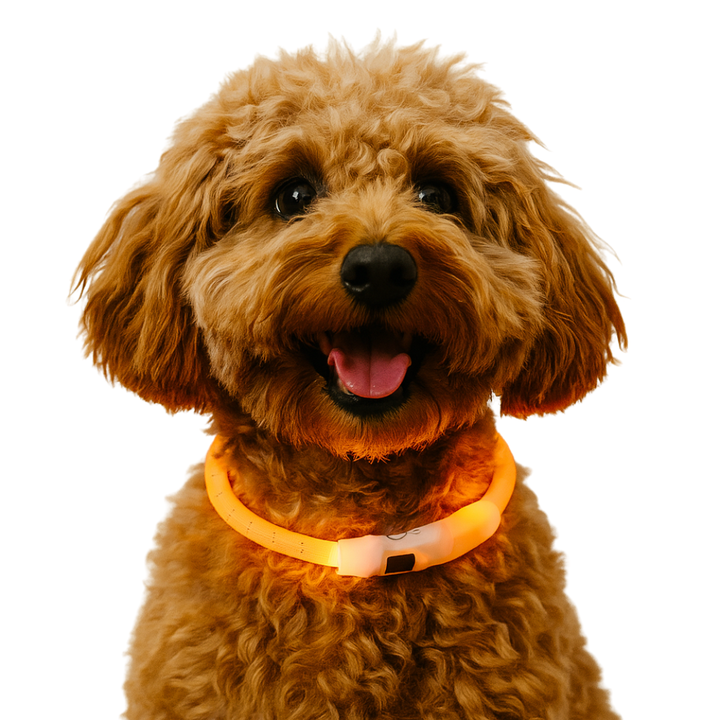 Trixie leuchtendes Hundehalsband - wiederaufladbar - Orange