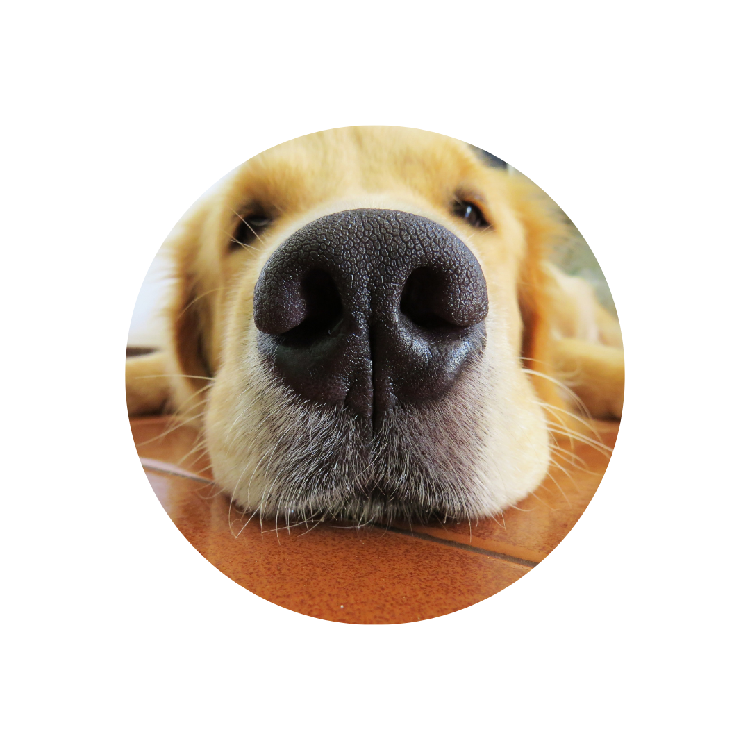 Die Nase deines Hundes – so einzigartig wie dein Fingerabdruck