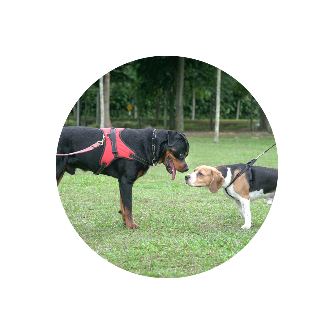 Die Bedeutung der Sozialisation für Hunde