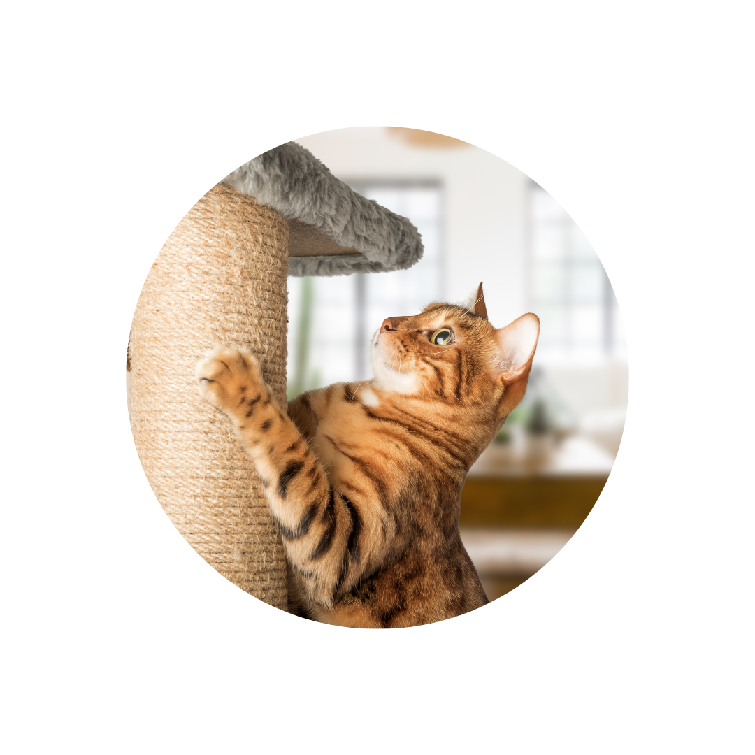 Der perfekte Kratzbaum für deine Katze