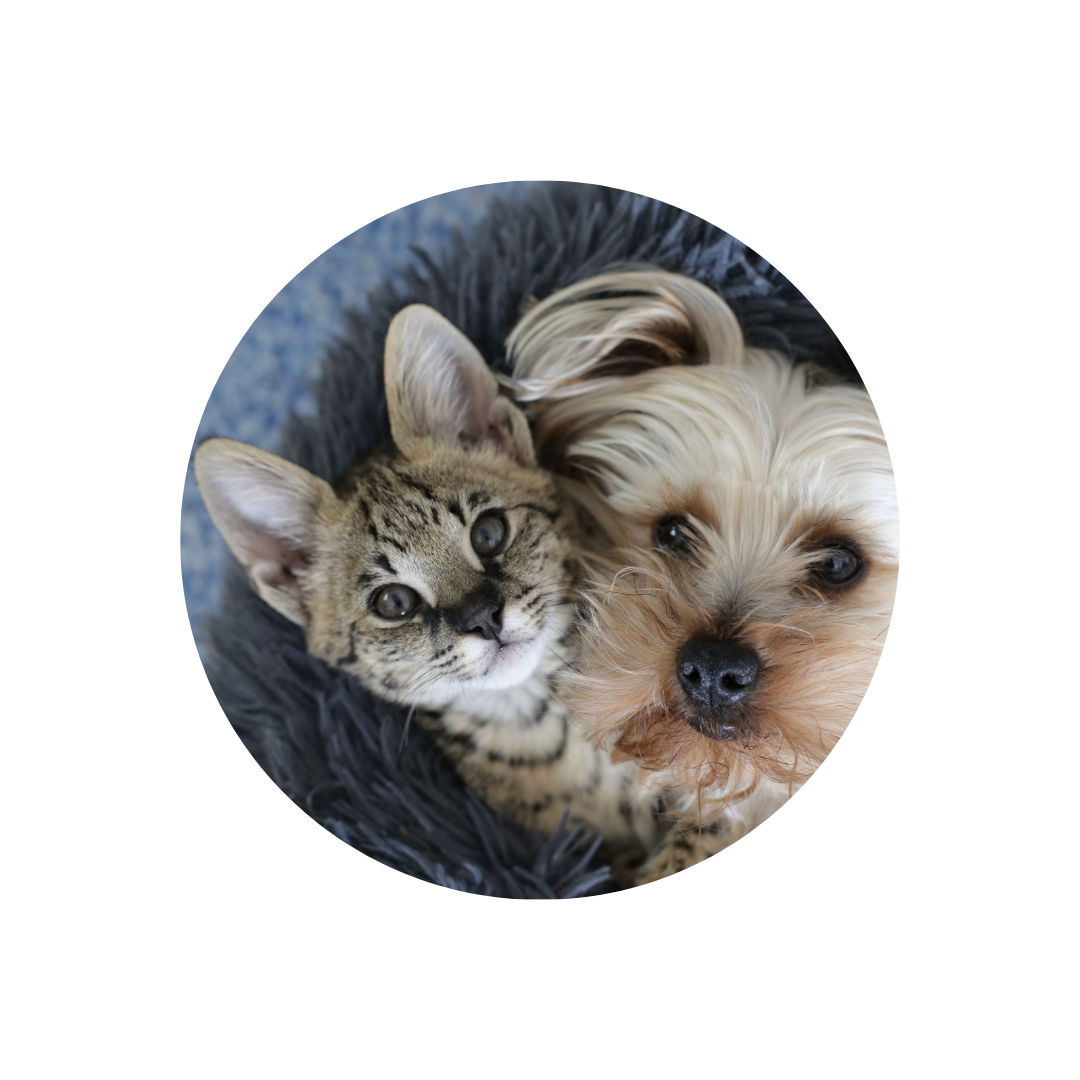 Katzen vs. Hunde: Wer hat mehr zu sagen?