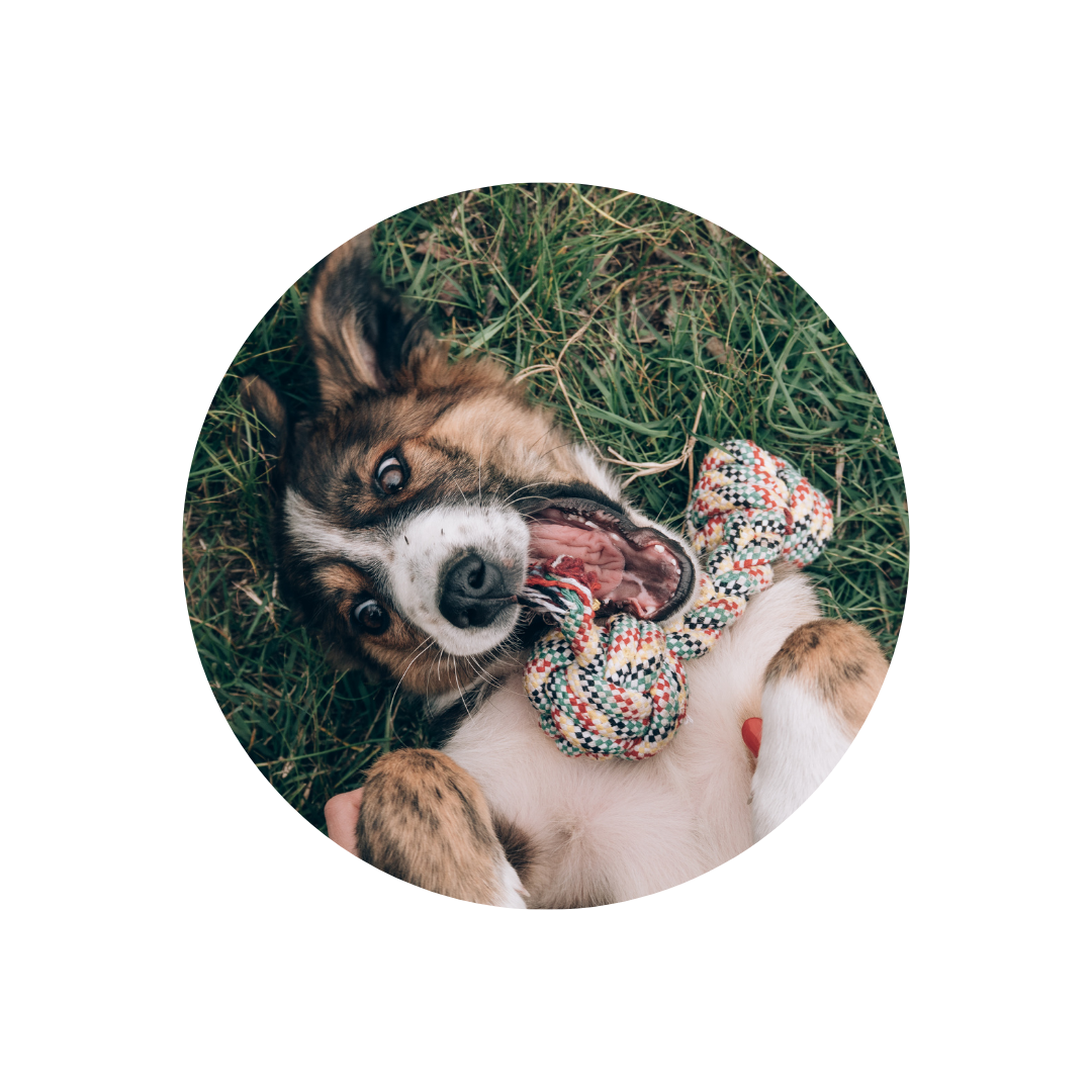 Das perfekte Hundespielzeug