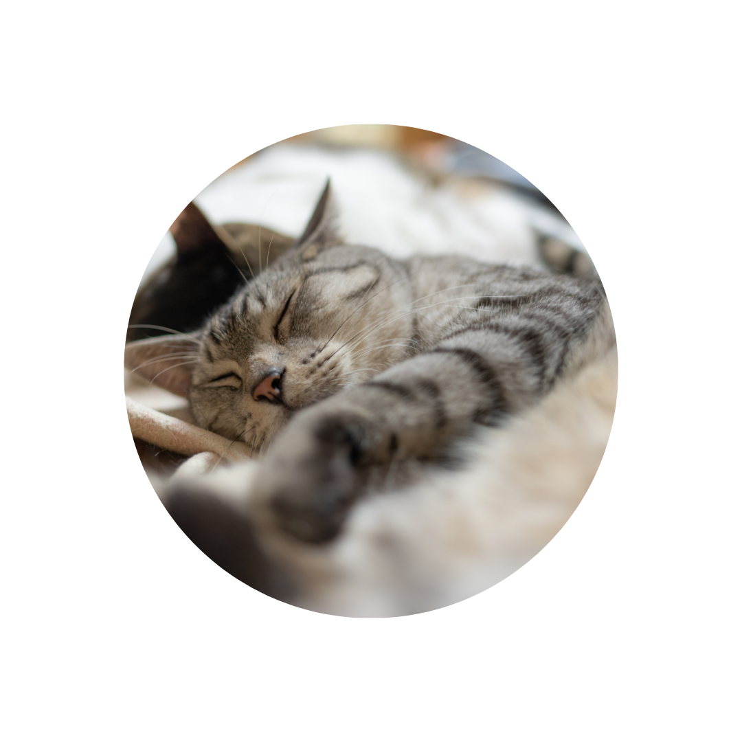 Warum deine Katze so viel schläft