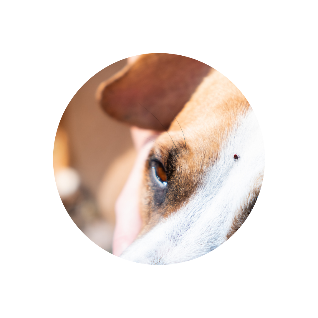 Alles, was du über Zeckenbisse bei Hunden wissen musst