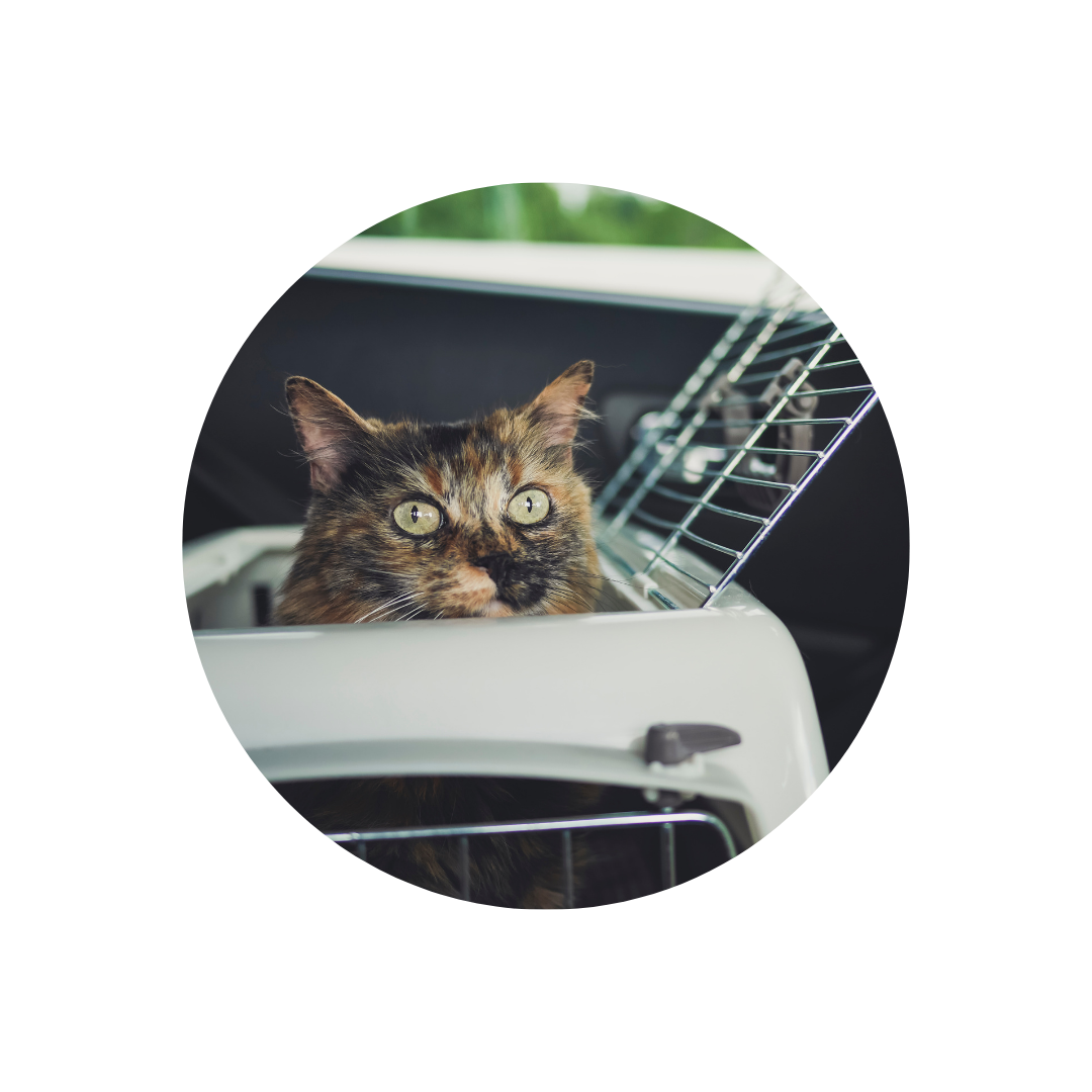 Reisen und Umzüge mit Katzen: Stressfrei unterwegs