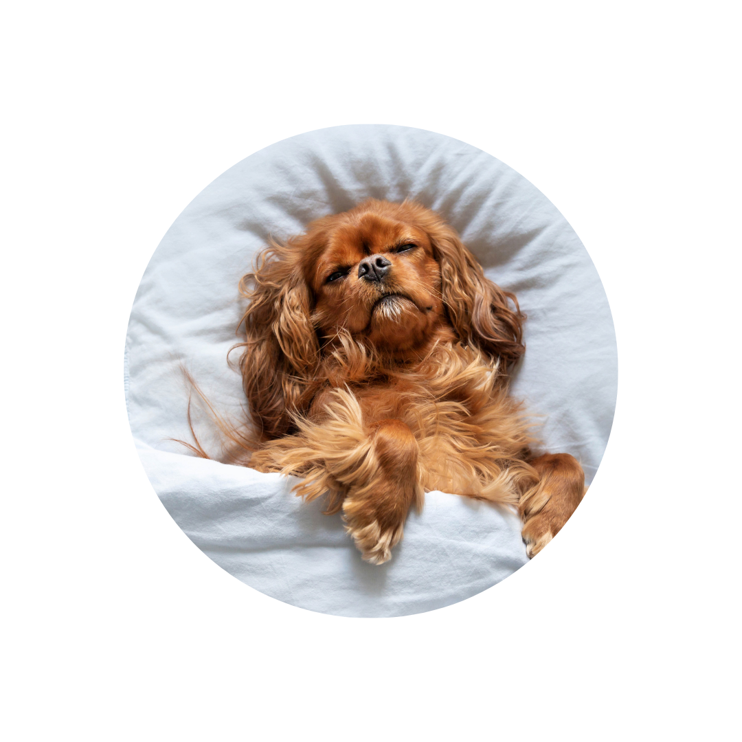 Das perfekte Hundebett - worauf du achten solltest