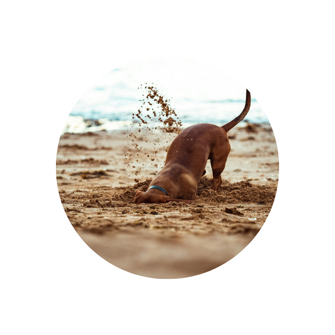 Warum Hunde Sand fressen und welche Gefahren dabei lauern
