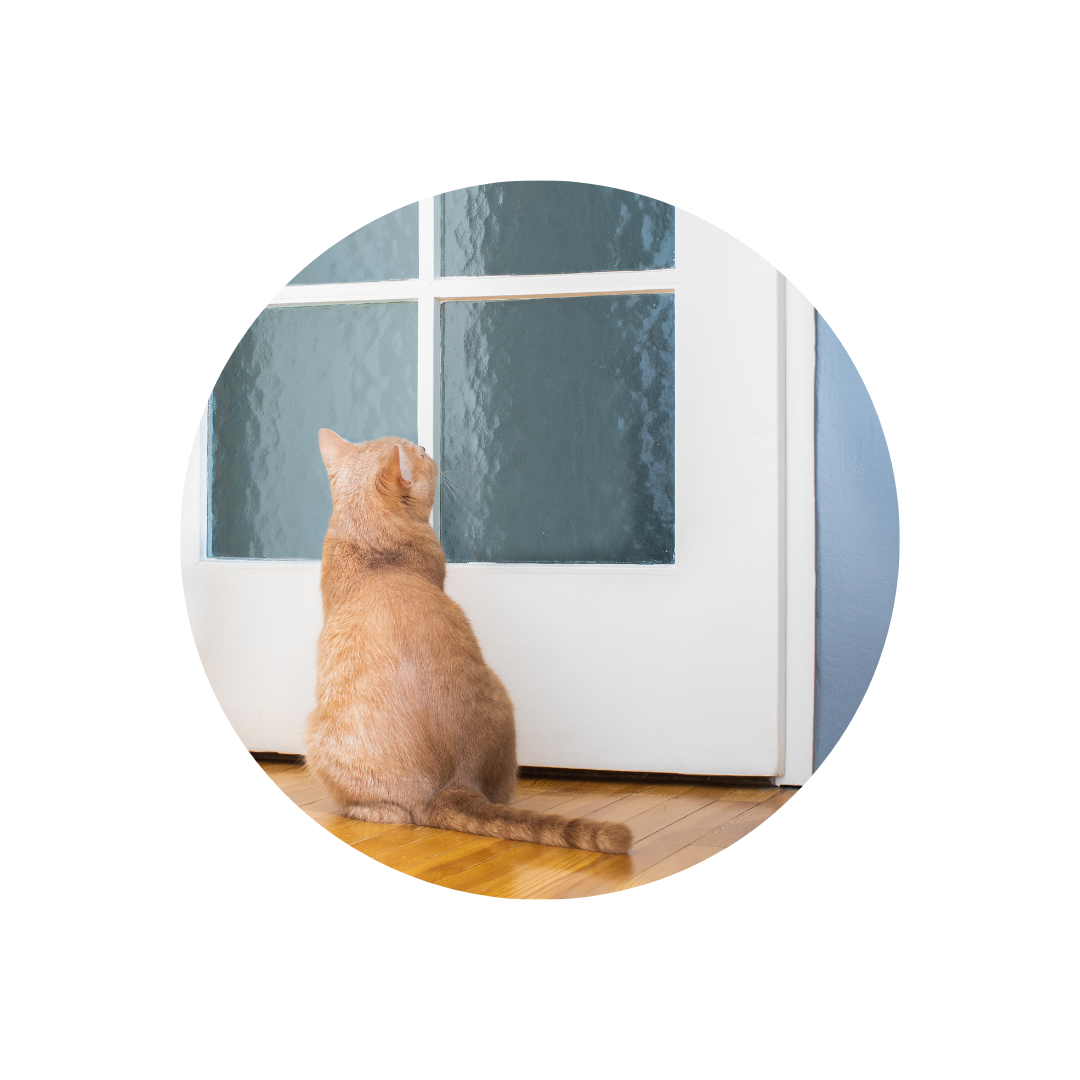 Sorglos verreisen: Die besten Tipps, um deine Katze sicher alleine zu lassen