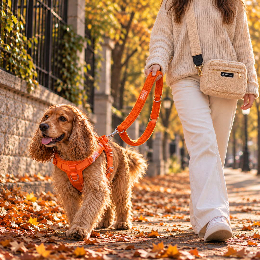 Teddy Autumn