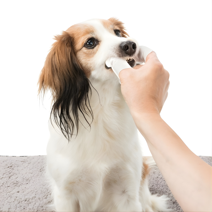 Zahnpflege Einweg-Fingerpads